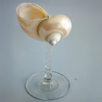 Marina Glassware with Natural Shell Stem – Elegant Drinking Glasses for Cocktails and Champagne 0