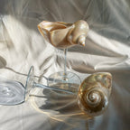 Marina Glassware with Natural Shell Stem – Elegant Drinking Glasses for Cocktails and Champagne 5