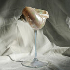 Marina Glassware with Natural Shell Stem – Elegant Drinking Glasses for Cocktails and Champagne 6