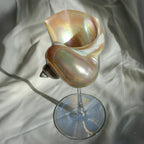 Marina Glassware with Natural Shell Stem – Elegant Drinking Glasses for Cocktails and Champagne 8